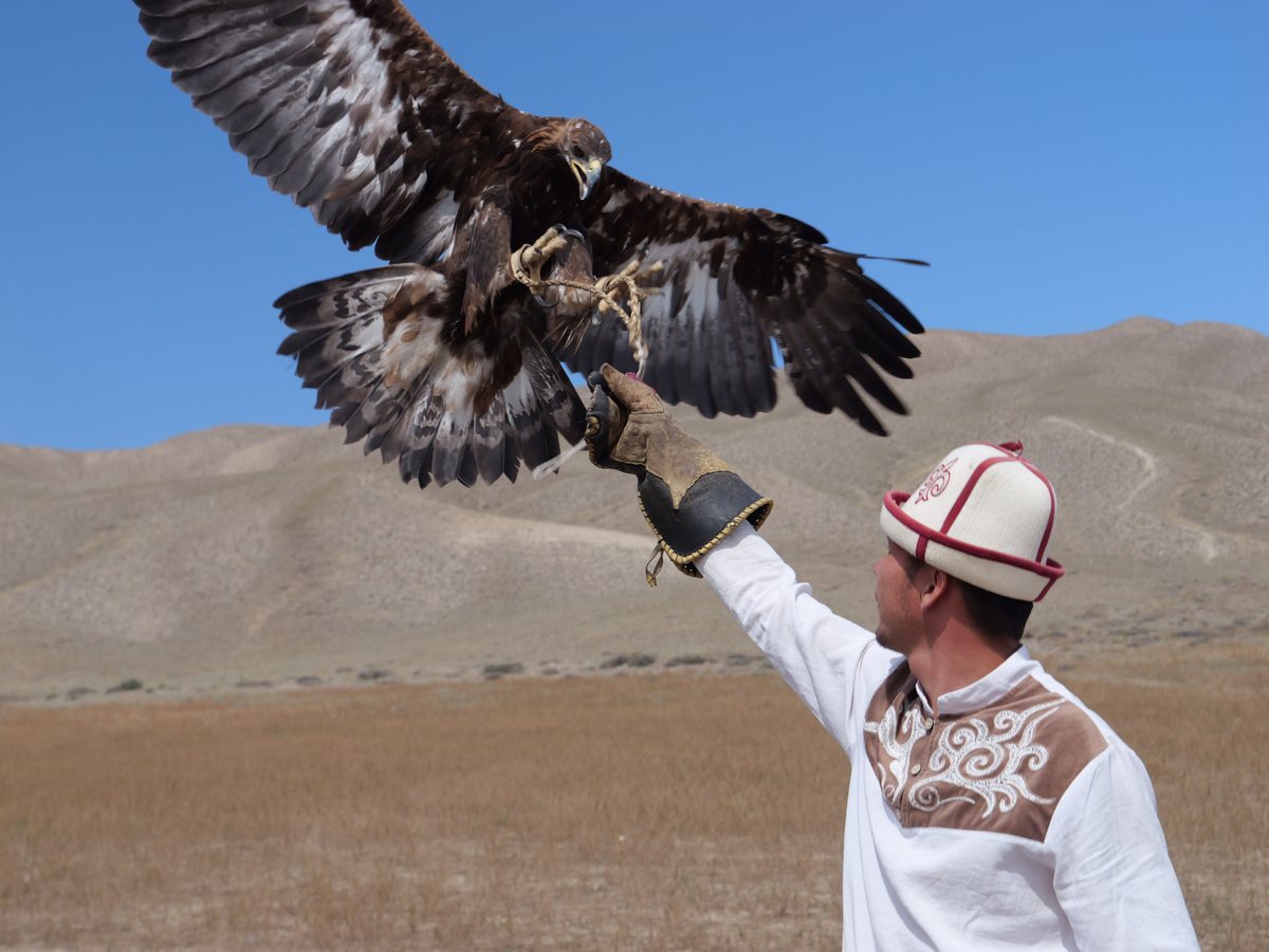 Steinadler landet mit ausgebreiteten Flügeln auf dem Handschuh eines Falkners