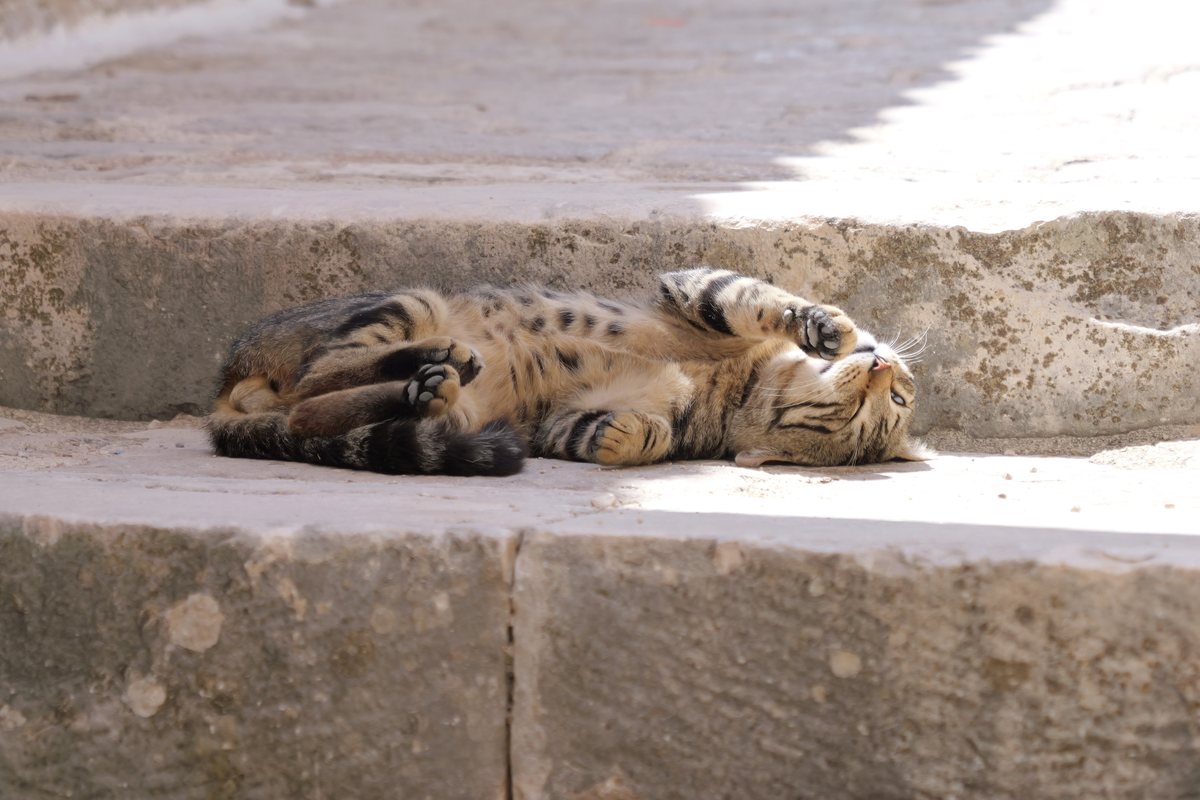 Getigerte Katze liegt auf dem Rücken auf sonnigen Steinstufen