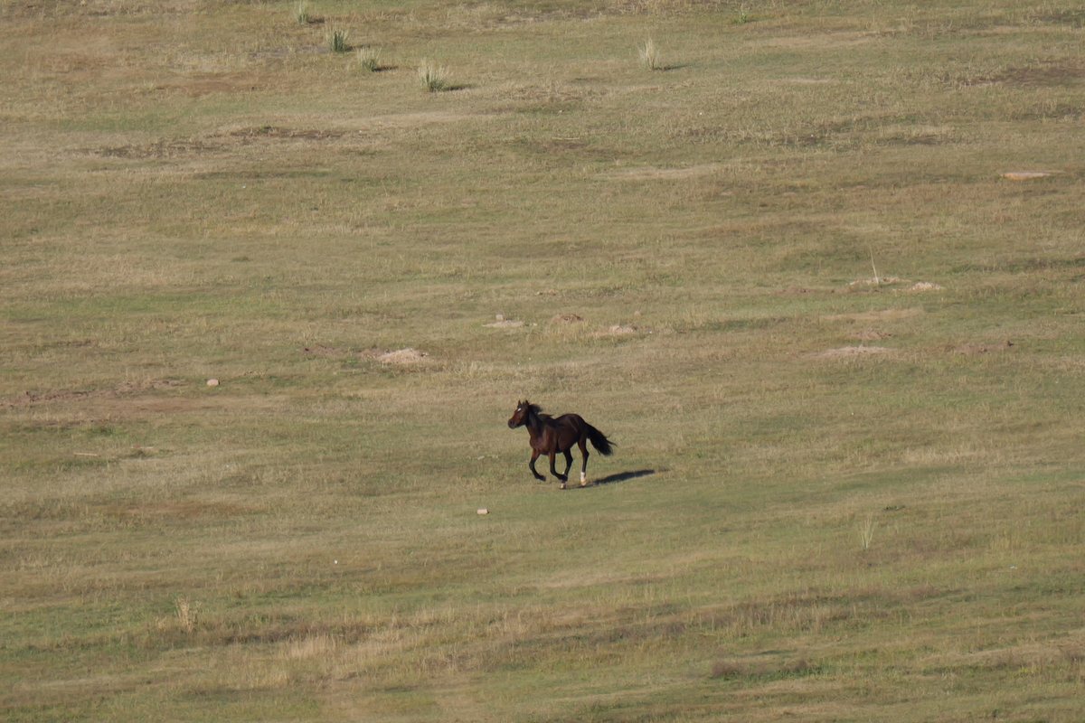 Ein dunkles Pferd galoppiert allein über eine weite Grasfläche